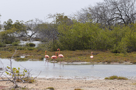 6/18/2022<br>Flamingos inhabit salty ponds all over Bonaire.