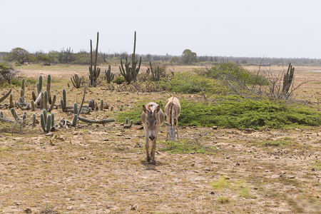 6/18/2022<br>When we rolled down the window, this donkey came looking for a treat.