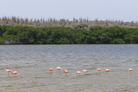 6/18/2022<br>More flamingos, this time north of Rincon.