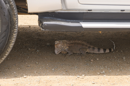 6/18/2022<br>Out in the parking lot, this iguana went under a car for shade.   They carefully backed out, but he looks to have done this a lot and wasn't perturbed.