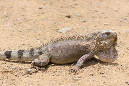 6/18/2022<br>Once a car wasn't protecting him, this iguana got a little hissy.  He whipped his tail at me when I got too close.