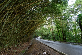 Giant bamboo in El Yunque National Forest<br>December 7, 2015