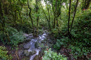 El Yunque National Fores<br>December 7, 2015