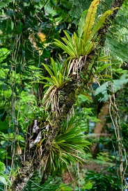 El Yunque National Fores<br>December 7, 2015