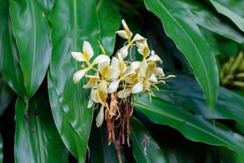 El Yunque National Fores<br>December 7, 2015