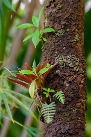 El Yunque National Fores<br>December 7, 2015