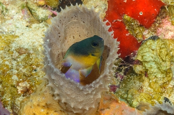 Diving in St Croix, Bicolor Damselfish<br>December 14, 2015