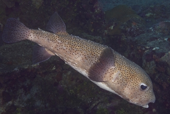 Porcupinefish, St Croix<br>December 14, 2015