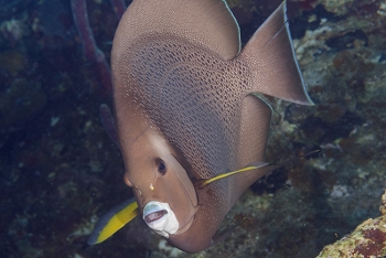 Gray Angelfish, St Croix<br>December 14, 2015