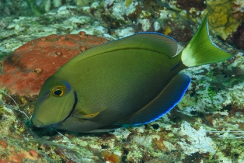 Ocean Surgeonfish, St Croix<br>December 14, 2015