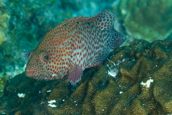 Tiger Grouper, St Croix<br>December 14, 2015