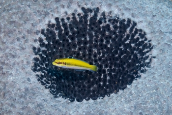 Bluehead Wrasse, St Croix<br>December 14, 2015