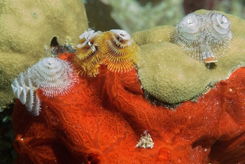 Christmas Tree Worms, St Croix<br>December 14, 2015