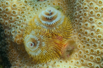 Christmas Tree Worm, St Croix<br>December 14, 2015