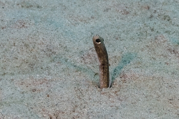 Garden Eel, St Croix<br>December 14, 2015