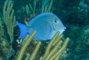 Blue Tang, Antigua<br>December 15, 2015