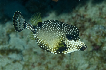 Smooth Trunkfish, Antigua<br>December 15, 2015