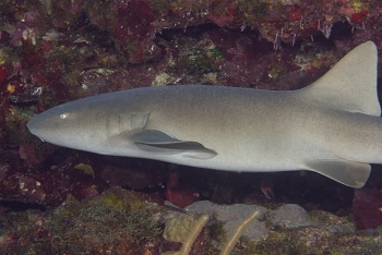 Nurse Shark, Antigua<br>December 15, 2015