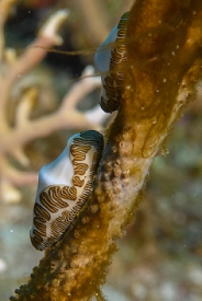 Fingerprint Snails (rare), Antigua<br>December 15, 2015