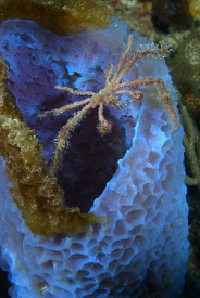 Decorator Crab on Pink Vase, Antigua<br>December 15, 2015