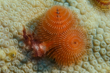 Christmas Tree Worm, Antigua<br>December 15, 2015