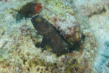 Sailfin Blenny, Antigua<br>December 15, 2015