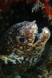 Spotted Moray Eel, Antigua<br>December 15, 2015