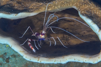 Diving in St Lucia - Banded Coral Shrimp<br>December 16, 2015