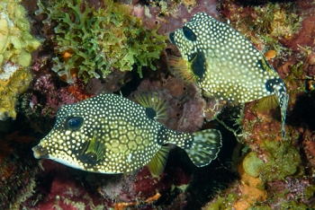 Smooth Trunkfish, St Lucia<br>December 16, 2015