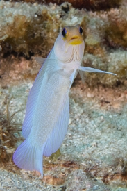 Yellowhead Jawfish, St Lucia<br>December 16, 2015