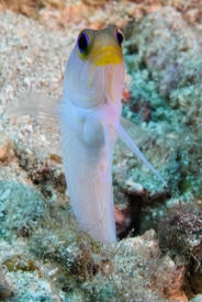 Yellowhead Jawfish, St Lucia<br>December 16, 2015