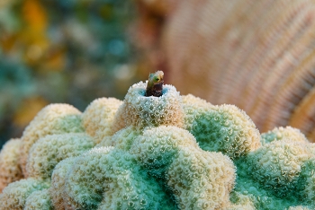 Sailfin Blenny, St Lucia<br>December 16, 2015