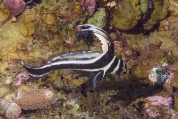 Juvenile Spotted Drum, St Lucia<br>December 16, 2015