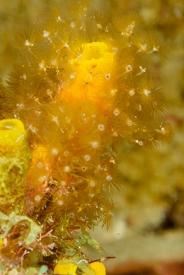 Hydriods (baby jellyfish), St Lucia<br>December 16, 2015