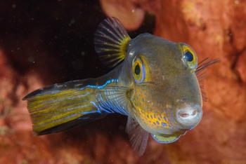 Sharpnose Puffer, St Lucia<br>December 16, 2015