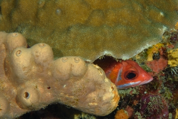 Longjaw Squirrelfish, St Lucia<br>December 16, 2015