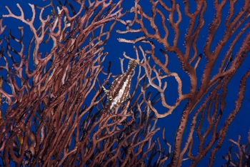 Slender Filefish, St Lucia<br>December 16, 2015