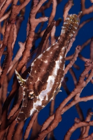 Slender Filefish, St Lucia<br>December 16, 2015