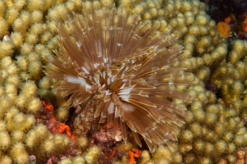 Magnificent Feather Duster, St Lucia<br>December 16, 2015