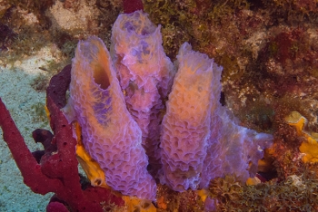 Pink Vase sponge, St Lucia<br>December 16, 2015