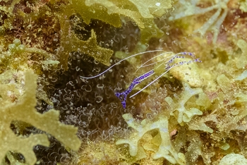 Diving in Grenada - Pederson Cleaning Shrimp<br>December 17, 2015