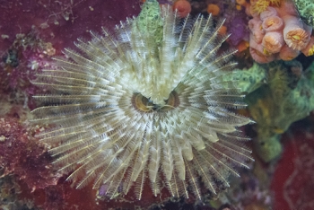 Magnificant Feather Duster, Grenada<br>December 17, 2015