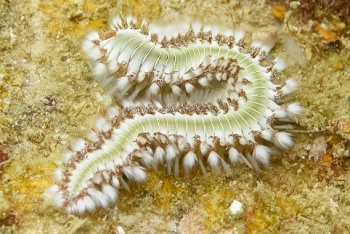 Bearded Fireworm, Grenada<br>December 17, 2015