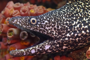 Spotted Moray Eel, Grenada<br>December 17, 2015