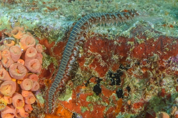 Bearded Fireworm, Grenada<br>December 17, 2015