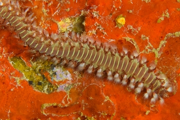 Bearded Fireworm, , Grenada<br>December 17, 2015