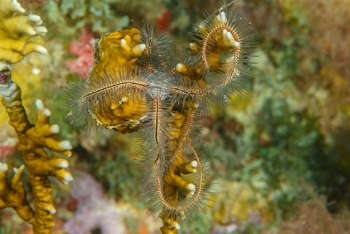 Sponge Brittle Star, Grenada<br>December 17, 2015