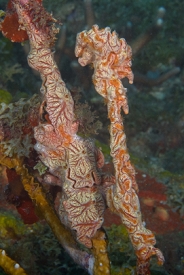 Pink Lumpy Sponge, Grenada<br>December 17, 2015