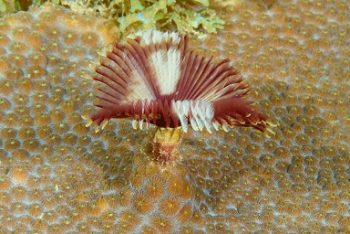 Split-Crown Feather Duster, Grenada<br>December 17, 2015