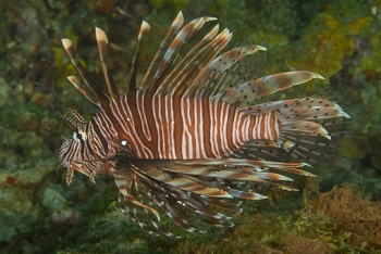 Common Lionfish, Grenada<br>December 17, 2015